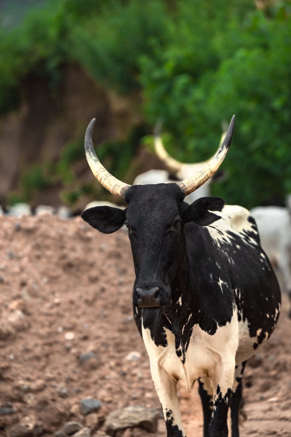 Black and white cow with long upturned horns standing on a dirt slope, green trees behind