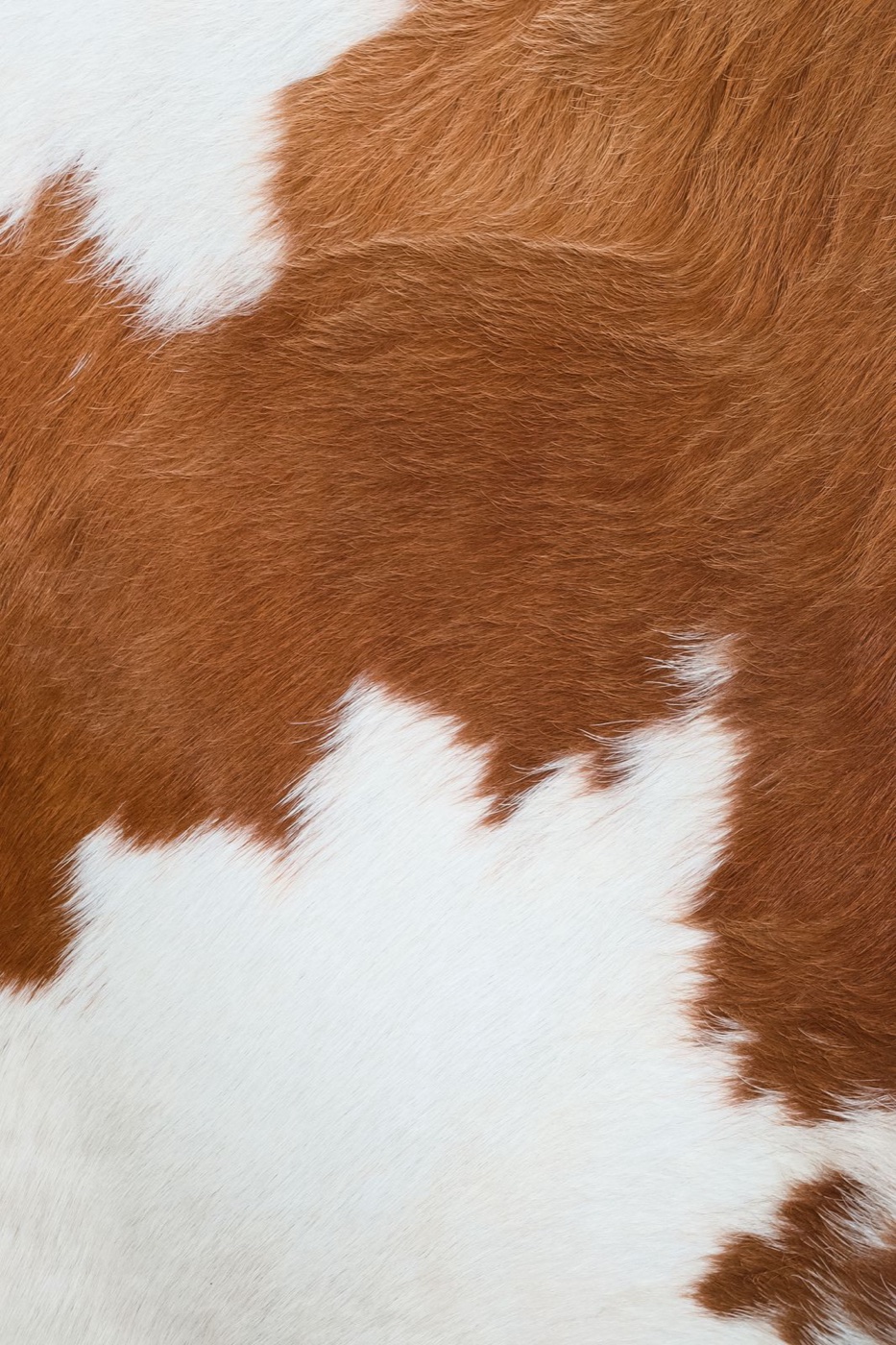 Close-up of brown and white cowhide with the short hair still on, the patches meeting in a ragged line