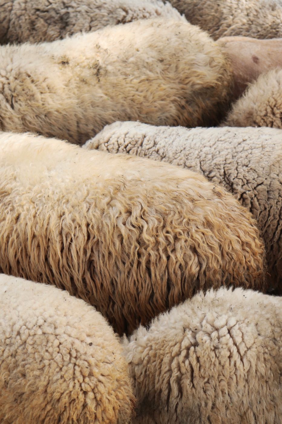 Close-up of several sheep pressed together, their dense cream and tan fleece filling the frame