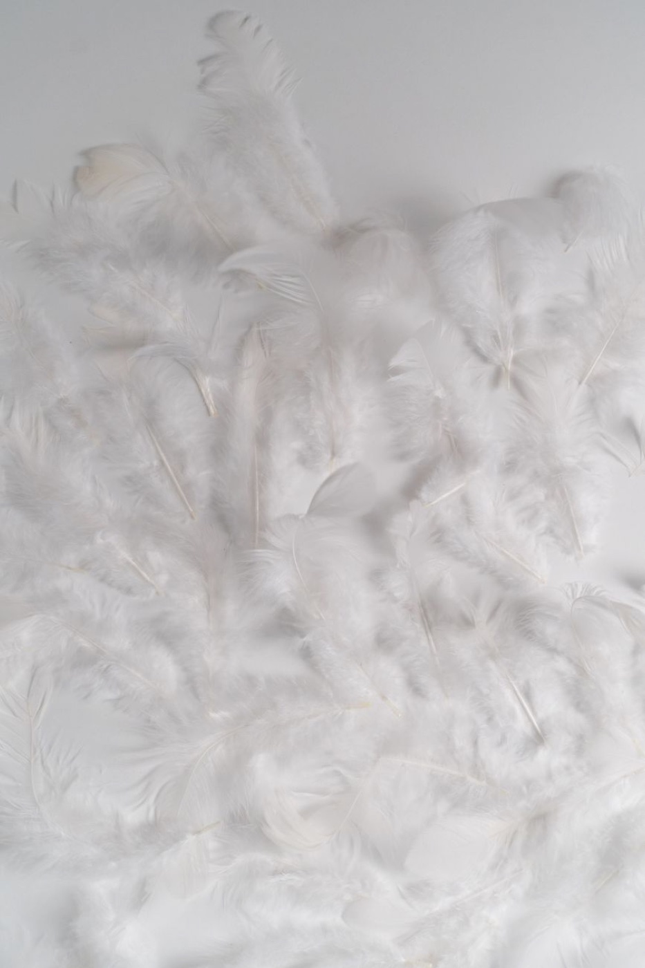 Loose white down and feathers spread on a plain white surface